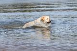 LABRADOR 172